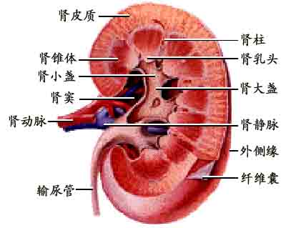 尿毒症出现水肿是什么原因?