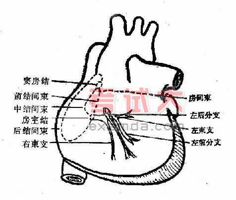 什么是窦性心律不齐?